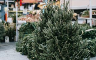 When choosing a christmas tree go for a more hardy variety to reduce the chance of needles dropping